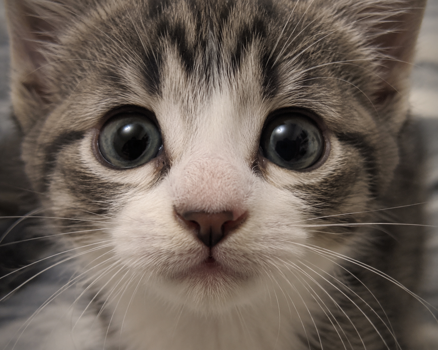 Kitten